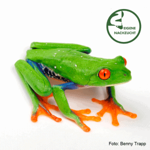 001423 agalychnis callidryas2