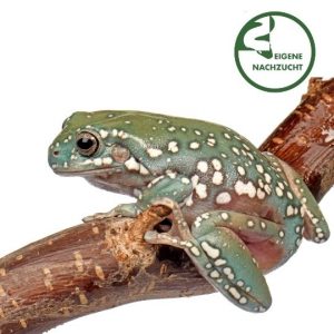 001536 Litoria caerulea Snowflake Korallenfinger Shop