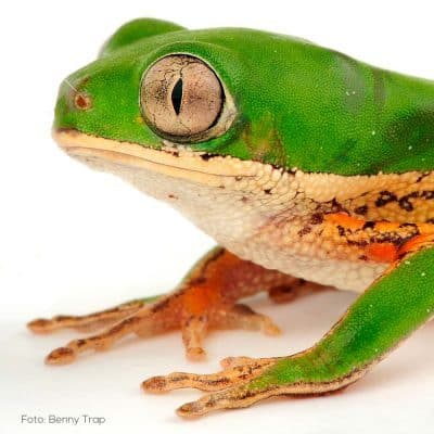 Phyllomedusa hippochondrialis