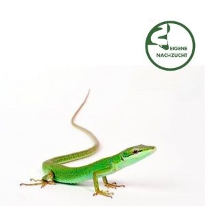 Takydromus dorsalis Gruene Langschwanzeidechse Shop