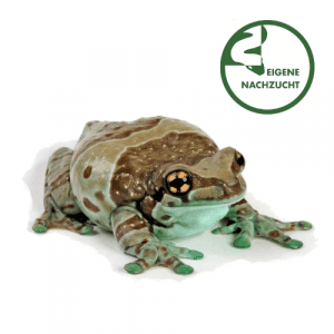 001580 trachycephalus resinifictrix