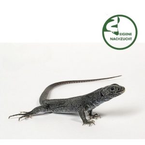 Timon lepidus melanistisch Perleidechse Shop