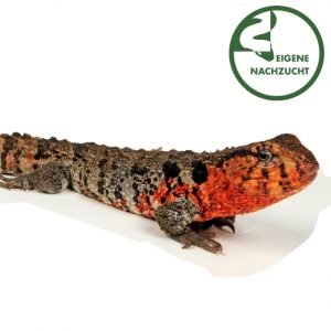 Krokodilschwanzechse Shinisaurus crocodilurus