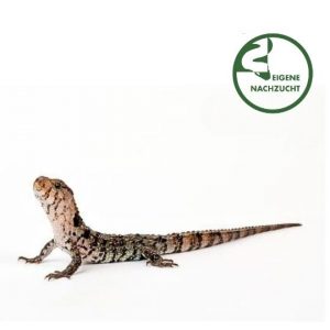 Shinisaurus crocodilurus Krokodilschwanzechse translucent Shop