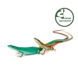 Takydromus smaragdinus Smaragd Langschwanzeidechse Shop