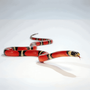 000509 lampropeltis sinaloe