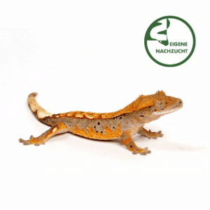 001057 Correlophus ciliatus