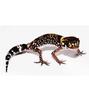 001057 Nephrurus milli