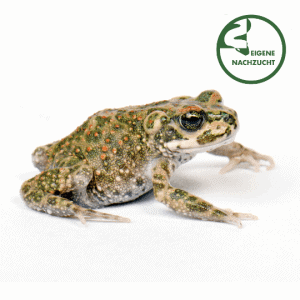 001439 bufo brongersmai
