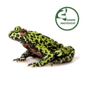 001456 bombina orientalis