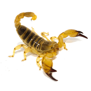 001972 scorpio maurus