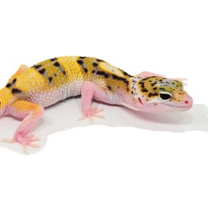 Leopardgecko