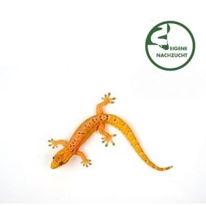 Lepidodactylus lugubris Jungferngecko Shop