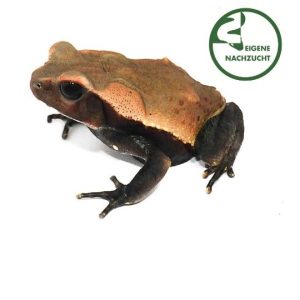 Rhaebo guttatus Tropfenkroete medium Shop