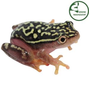 Sternenhimmel Riedfrosch Heterixalus alboguttatus Shop