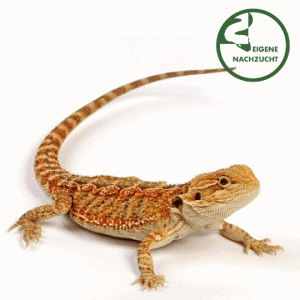 000703 Bartagame Cawley red Shop