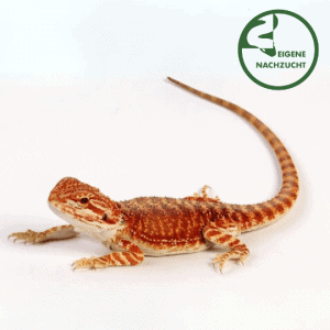 000723 Pogona vitticeps Hypo Cawley Super Red Shop