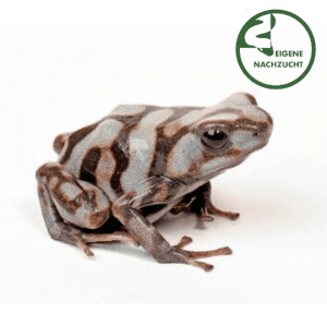 000786 Dendrobates auratus Pena Blanca Shop