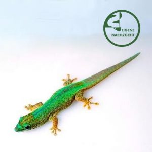 001122 Phelsuma robertmertensi Blauer Taggecko Shop