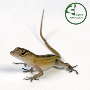 001157 Bahamaanolis Shop