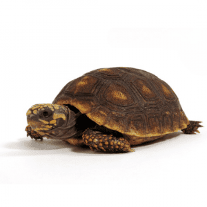 001299 Chelonoides carbonarius Shop1