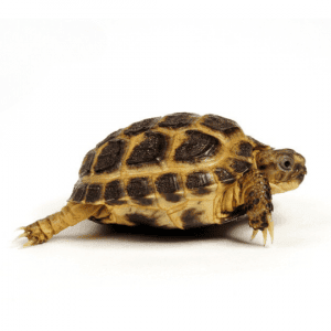 001326 Testudo horsfieldii Shop
