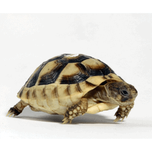 001328 Testudo marginata Shop