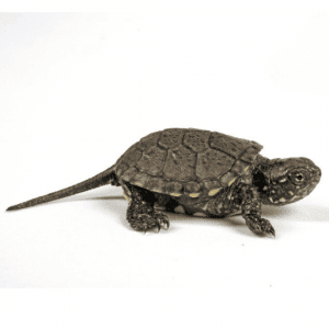 001337 Emys orbicularis Shop