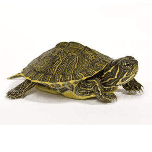 001356 Pseudemys concinna Shop