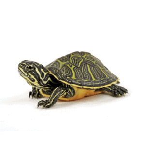 001356 Pseudemys nelsoni