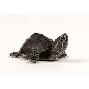 001365 Moschusschildkroete Shop