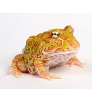 001400 Ceratophrys cranwelli albino Schmuckhornfrosch Shop