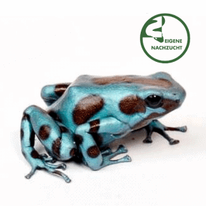 001479 Dendrobates auratus El Cope Shop