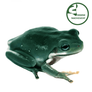 001535 Litoria caerulea Blauaugen Shop