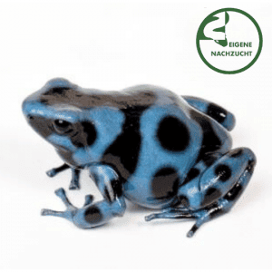 001630 Dendrobates auratus Blau Shop