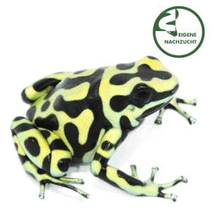 001635 Goldbaumsteiger KolumbienShop