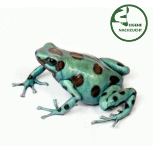 001640 Goldbaumsteiger Microspot Shop