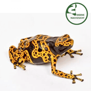 001645 Dendrobates leucomelas Bolivar Fine Spotted Shop