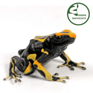 001654 Dendrobates tinctorius Alanis Shop