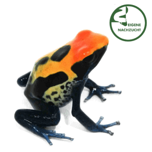 001655 Dendrobates tinctorius Brasilianer Shop