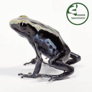 001656 Dendrobates tinctorius Cobalt Shop