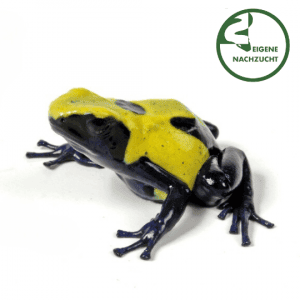 001657 Dendrobates tinctorius Citronella Shop
