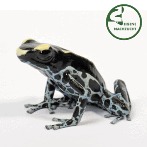 001661 Dendrobates tinctorius Graubeiner Shop