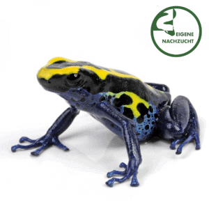 001665 Dendrobates tinctorius Nominat Shop