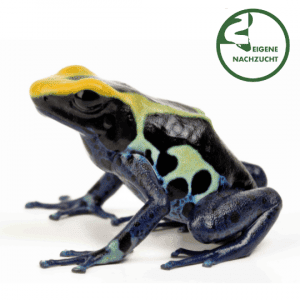 001667 Dendrobates tinctorius Natascha Shop