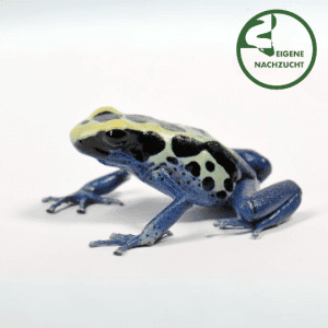 001672 Dendrobates tinctorius Patricia Shop