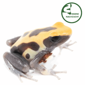 001672 Dendrobates tinctorius Patricia albino Shop