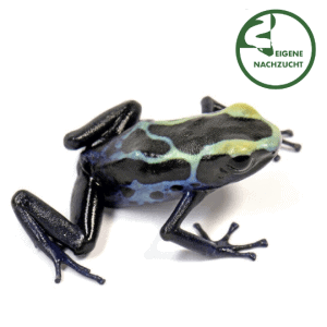 001672 Dendrobates tinctorius robertus Shop