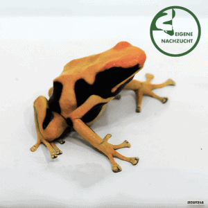 001673 Dendrobates tinctorius &ndash; Faerberfrosch Regina Shop