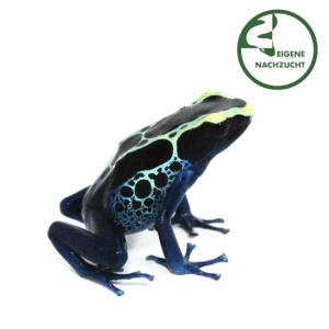 001674 Dendrobates tinctorius &ndash; Faerberfrosch Sipaliwini blau Shop